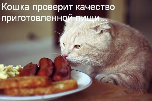 Польза от кошки Польза от кошки