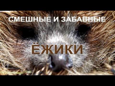 Смешные и забавные ёжики Смешные и забавные ёжики