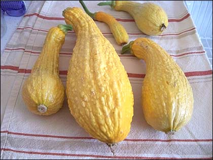 Крукнек целебнее кабачка, сочнее тыквы