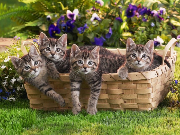 Animals_Cats_Small_cats_in_basket_020525_ (700x525, 132Kb)