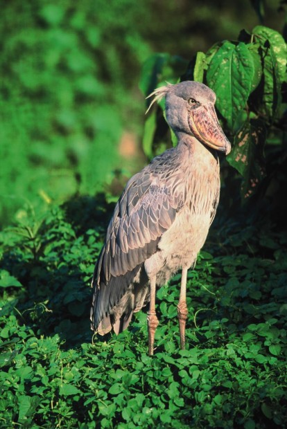 Китоглав или королевская цапля (лат. Balaeniceps rex) (англ. Shoebill, нем. Schuhschnabel)