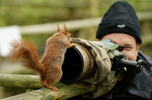 Фотографы дикой природы