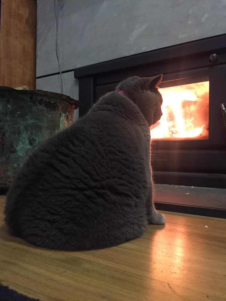 Хорошего кота должно быть много?! ))