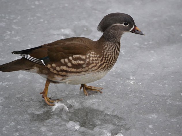 В Вологодской области утки и чайки примерзают ко льду‍