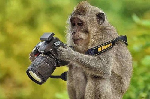Фотографы дикой природы