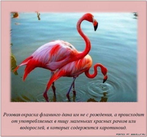Интересные факты в картинках обо всём (39 фото) Интересные факты в картинках обо всём (39 фото)