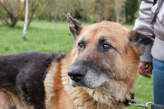 Старость не в радость. |Фото: veterinar.by. Старость не в радость. |Фото: veterinar.by.