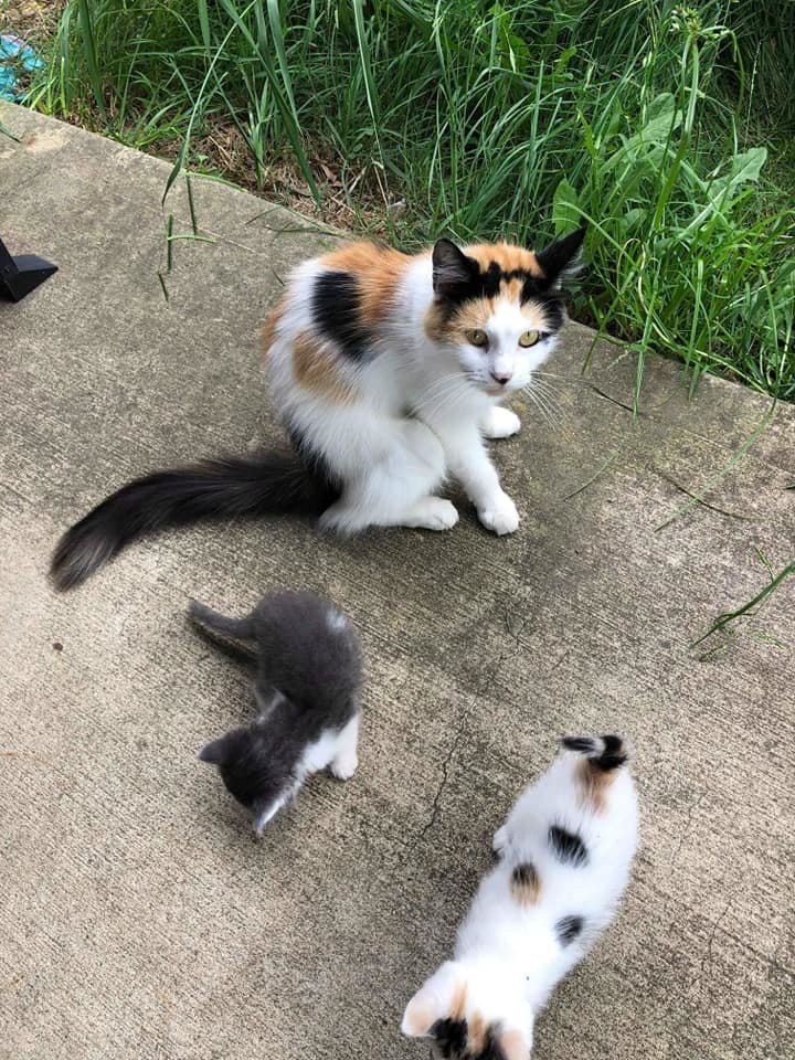 спасение кошки и котят кошка и котята на улице
