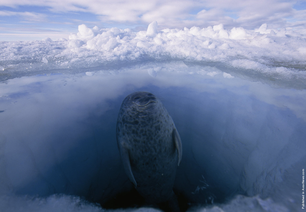 Polar Tales By Paul Nicklen. Part I