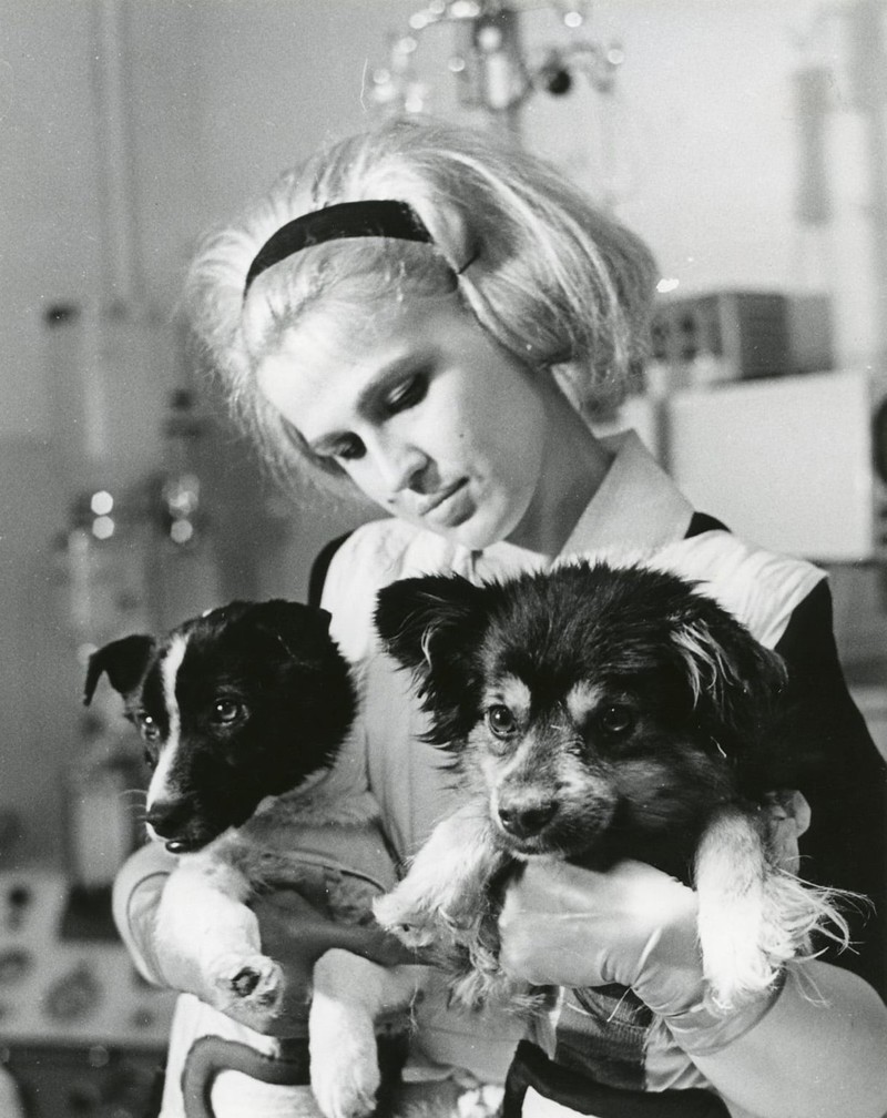Как жилось собакам в Советском Союзе? животные, интересное, собаки
