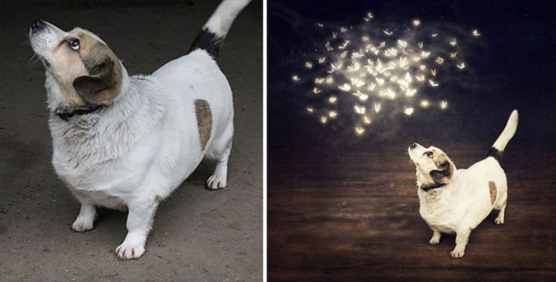 Волшебные собаки из приютов Волшебные собаки из приютов собаки, приют