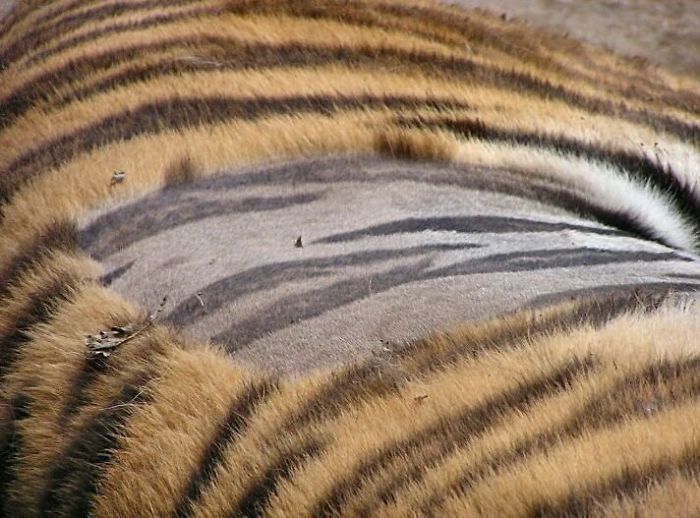 39 редких фото, которые показывают невидимую сторону вещей