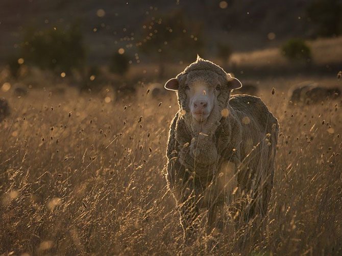 Лучшие фотографии National Geographic Лучшие фотографии National Geographic