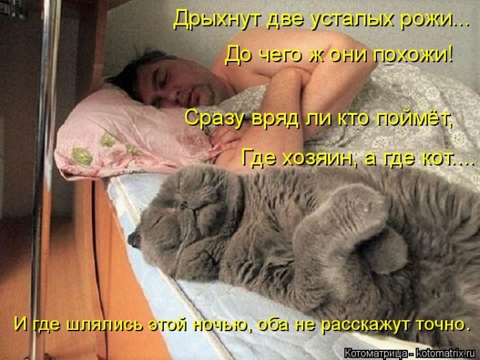 Самые весёлые котоматрицы)) Самые весёлые котоматрицы))