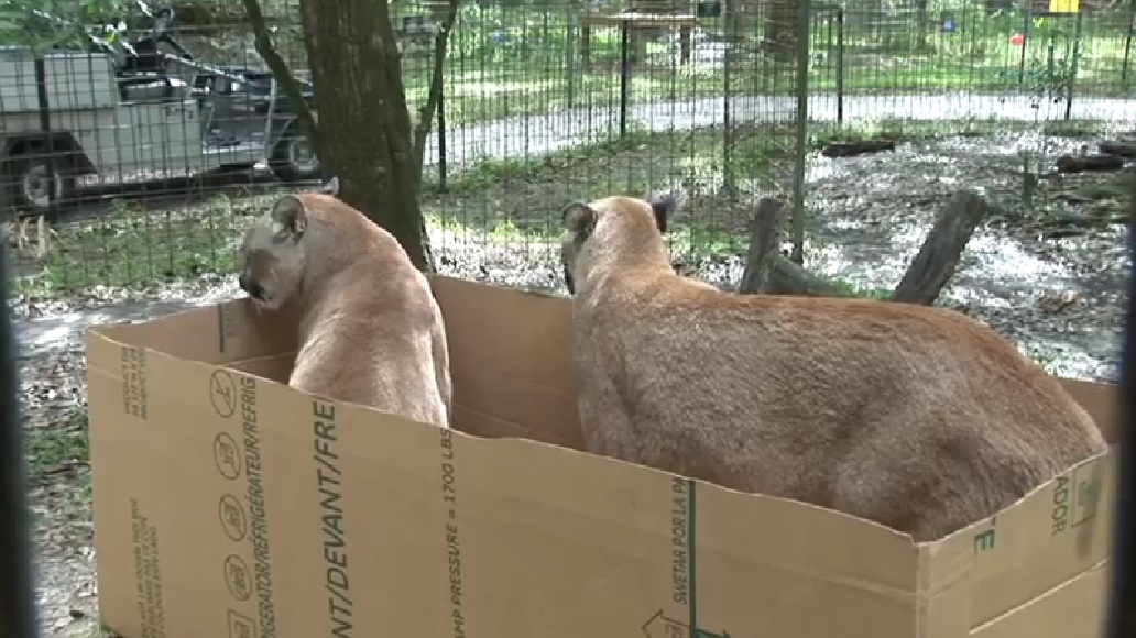 Коробки и кошки... большие кошки