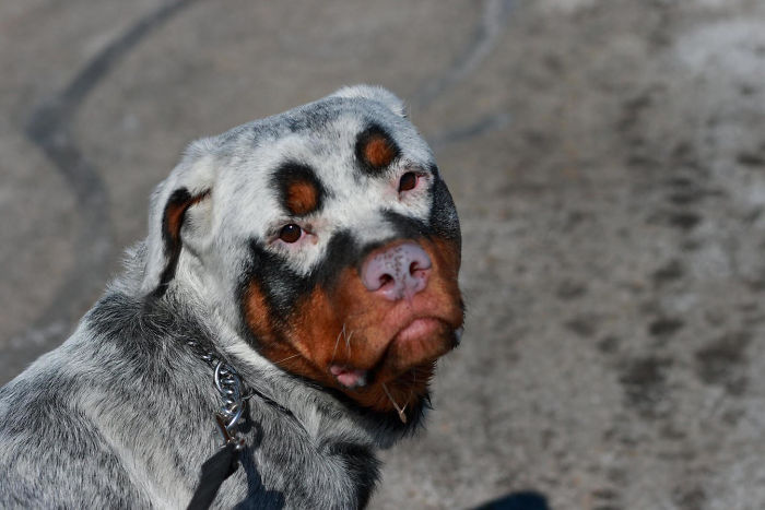 Vitiligo Animal