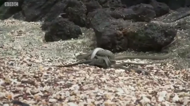 Видео погони десятков голодных змей за ящерицей взорвало интернет