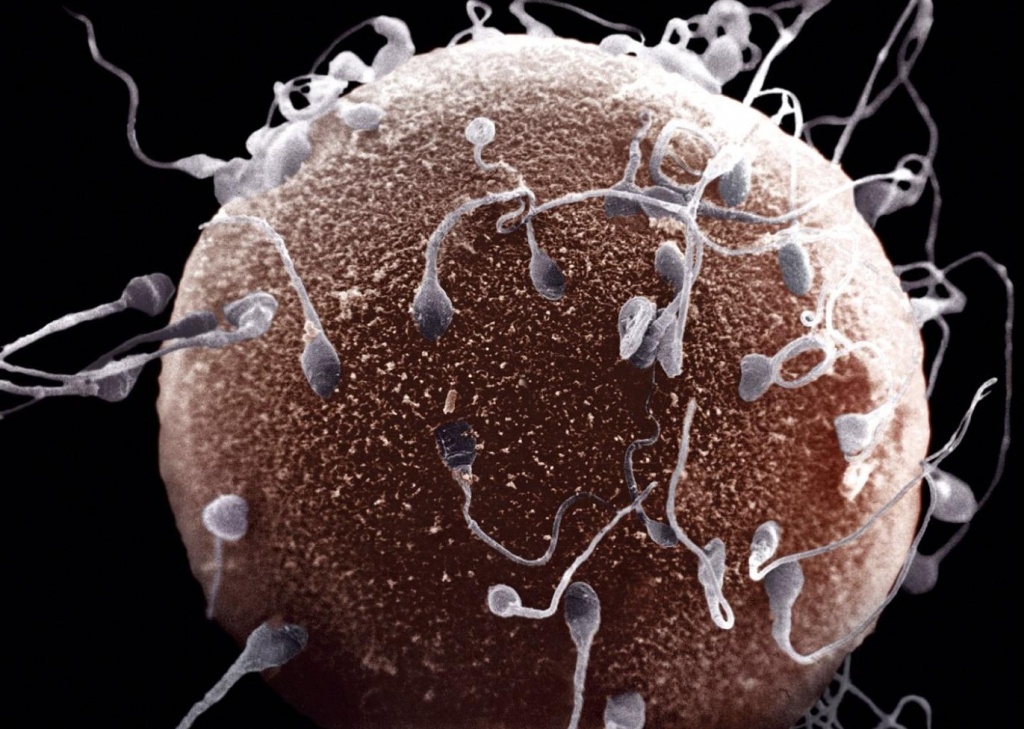 Tocopherol sperm