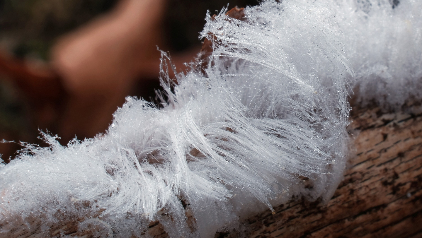 Не проходите мимо: как и когда искать ледяные волосы в лесу