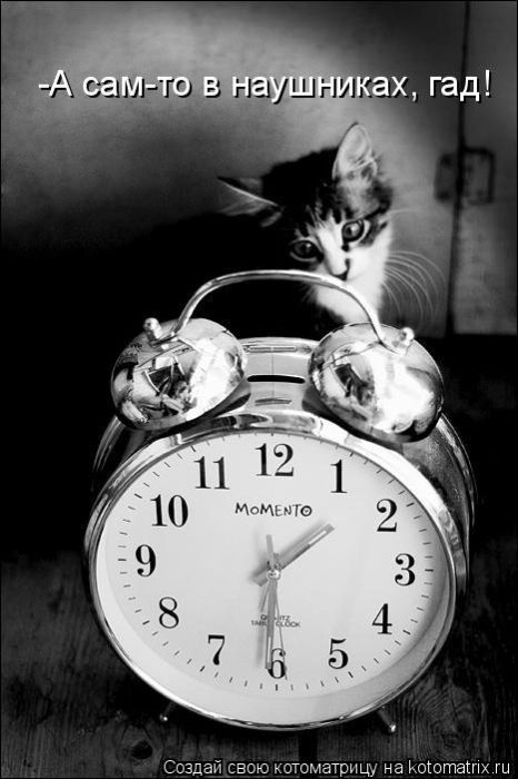 Лучшие котоматрицы недели (50 фото)