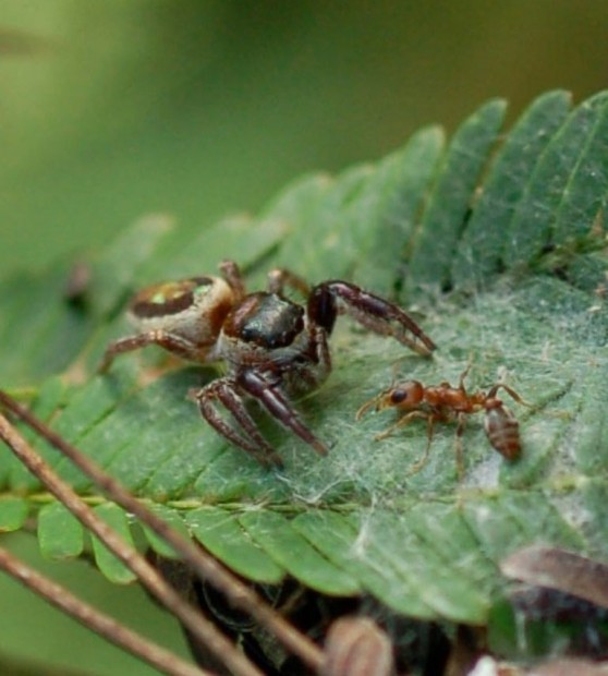 Паук-вегетарианец Bagheera kiplingi (лат. Bagheera kiplingi) (англ. Vegetarian spider)