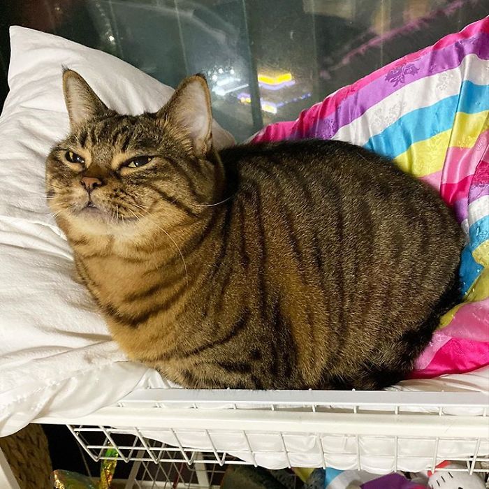 11 милых фото кота Мангго, которого так и хочется потискать