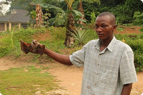 Молотоголовый крылан (лат. Hypsignathus monstrosus)