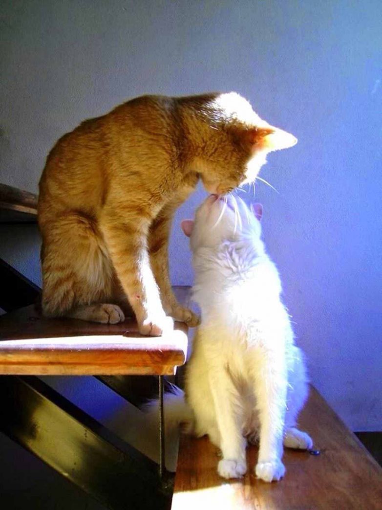 Влюбленные котейки Влюбленные котейки