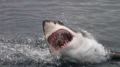 Атакующая акула
