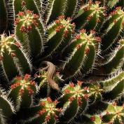 Молочай-колючка (Euphorbia echinus) Молочай-колючка (Euphorbia echinus)