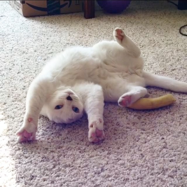 Девушка взяла из приюта глухого кота без ушей и не пожалела об этом ни на секунду.