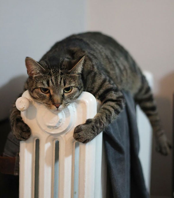 20 кошек, которые любят тепло больше, чем кто-либо кошки которые любят тепло, кошки и солнце