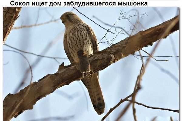 Взаимопомощь животных. Всем добра! Взаимопомощь животных. Всем добра!