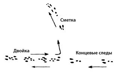 Как охотиться на зайца с подхода без собаки Как охотиться на зайца с подхода без собаки