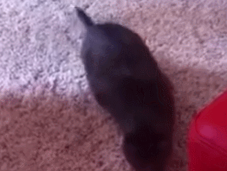 КОТЕЙКИ НА НИЖНЕМ СТАРТЕ. оГИФические. КОТЕЙКИ НА НИЖНЕМ СТАРТЕ. оГИФические.