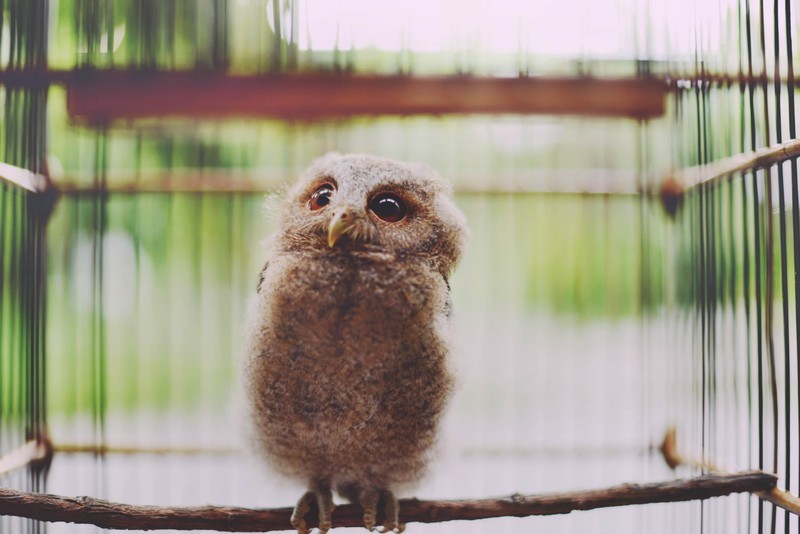 Мимимишность (flickr.com) Мимимишность (flickr.com) мимика, пернатые, птицы, сова