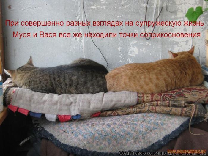Котоматрицы великолепные, каждая с кусочком позитива и хорошего настроения!!! Котоматрицы великолепные, каждая с кусочком позитива и хорошего настроения!!!