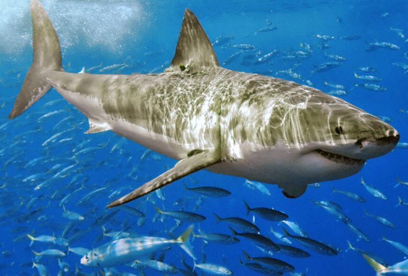 Фотография: 12 мифов о выживании, представляющих реальную опасность №8 - BigPicture.ru