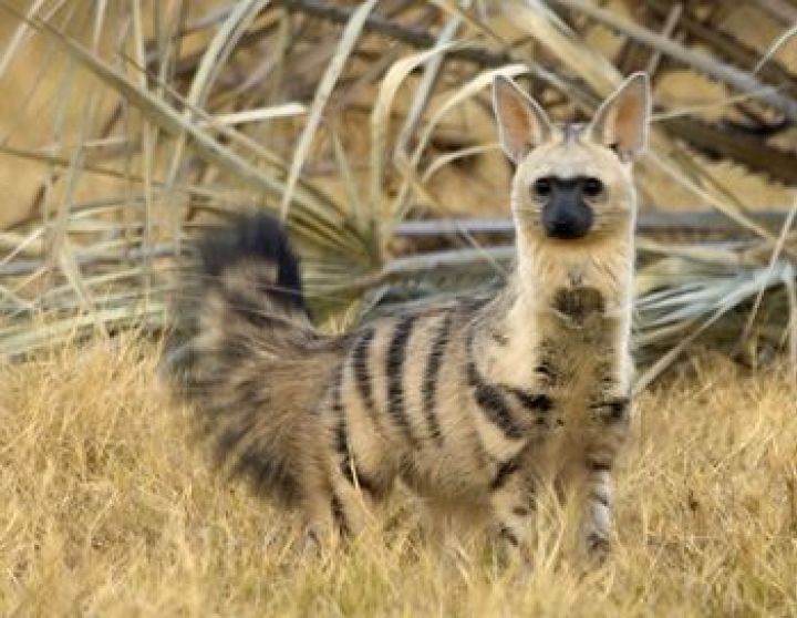 https://i0.wp.com/vicer.ru/wp-content/uploads/2015/11/aardwolf-%D0%B7%D0%B5%D0%BC%D0%BB%D1%8F%D0%BD%D0%BE%D0%B9-%D0%B2%D0%BE%D0%BB%D0%BA-5.jpg?resize=720%2C558