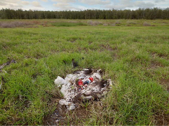 Пластмассовые убийцы Тихого океана Пластмассовые убийцы Тихого океана