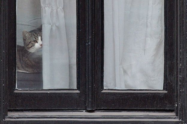 Кот Джеймс