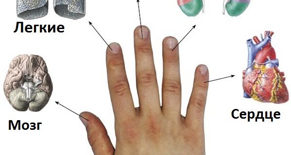 Каждый палец руки связан с двумя органами тела: японская 5-минутная методика исцеления!