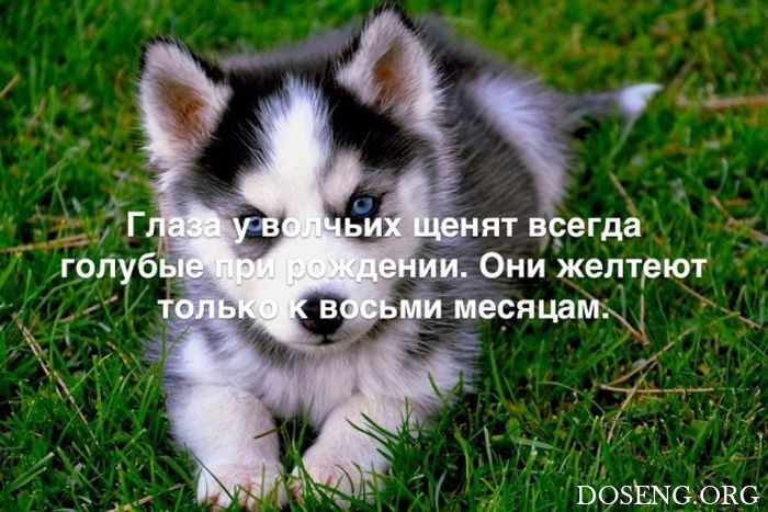 Любопытные и интересные факты обо всем на свете Любопытные и интересные факты обо всем на свете