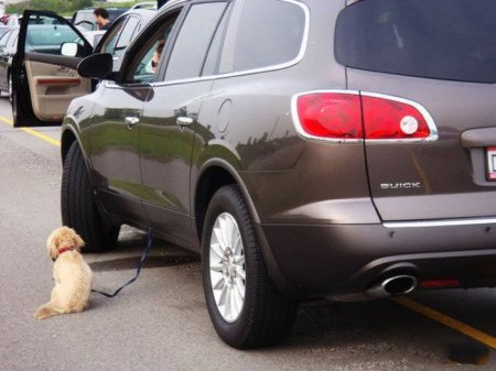 Автоледи за рулем Автоледи за рулем