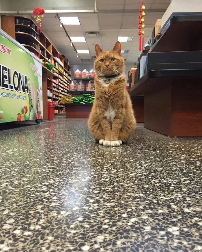Вот уже 9 лет он работает в этом магазине животные, кот, магазин, работа