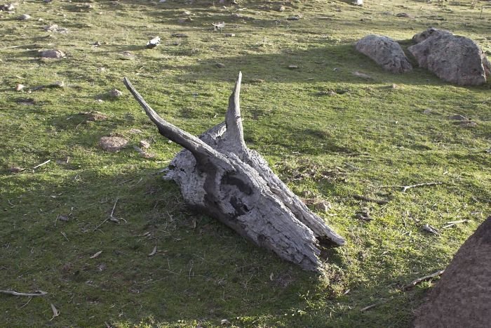 13. Un trozo de muñón que se parece al árbol del cráneo de un dragón, a los árboles, a una ilusión óptica, pareidolia, parece que no es lo mismo, parece que es como una cara