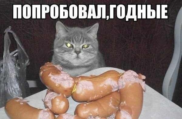 Картинки по запросу котики приколы