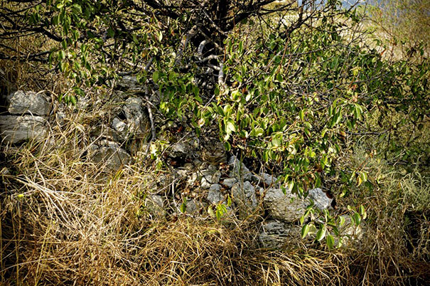 Коты — мастера камуфляжа Коты — мастера камуфляжа