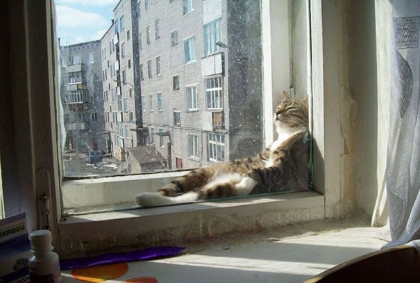 20 кошек, которые любят тепло больше, чем кто-либо кошки которые любят тепло, кошки и солнце