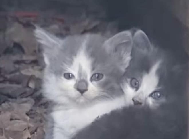 Котята прячутся Серо-белые котята
